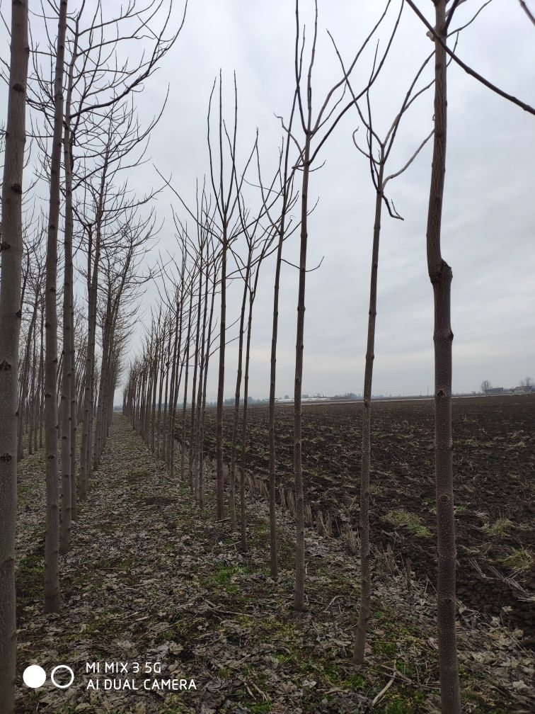 Puiet de Paulownia