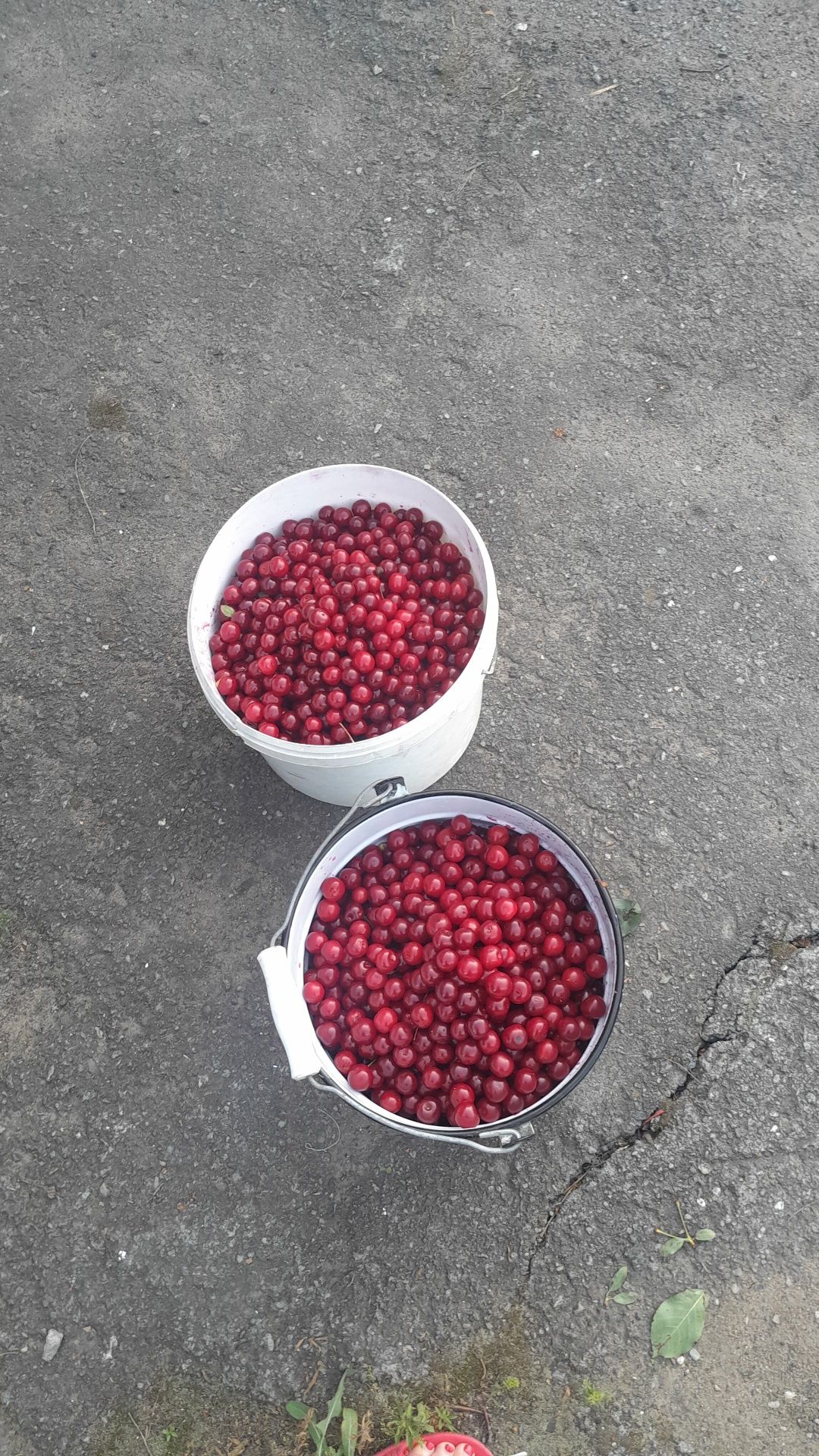 Продам вишню содовую