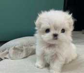 Bichon maltese alb ( talie mica )
