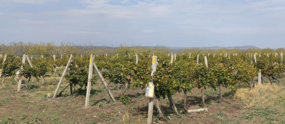 Продавам лозе сорт Каберне гр.Поморие