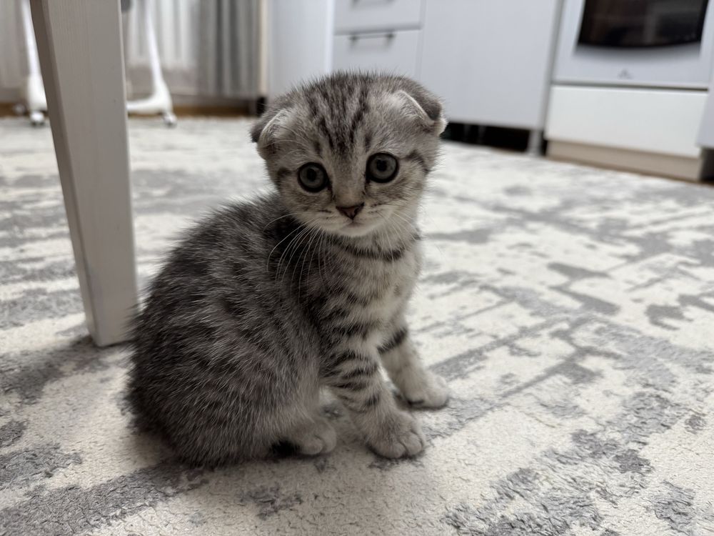 Шотланский котенок