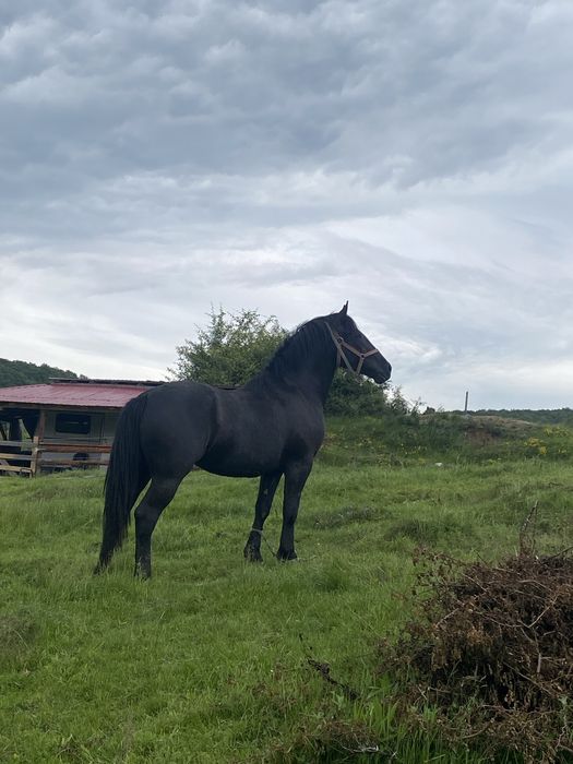 Vând 2 iepe MAMA&FICA