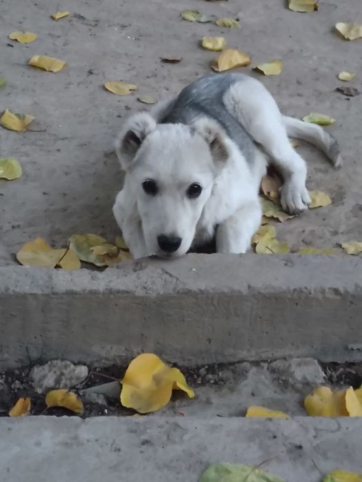 Yaxshi mexribon insonlarga bervoriladi kuchuk bola 3  4 oylik oʻgʻil