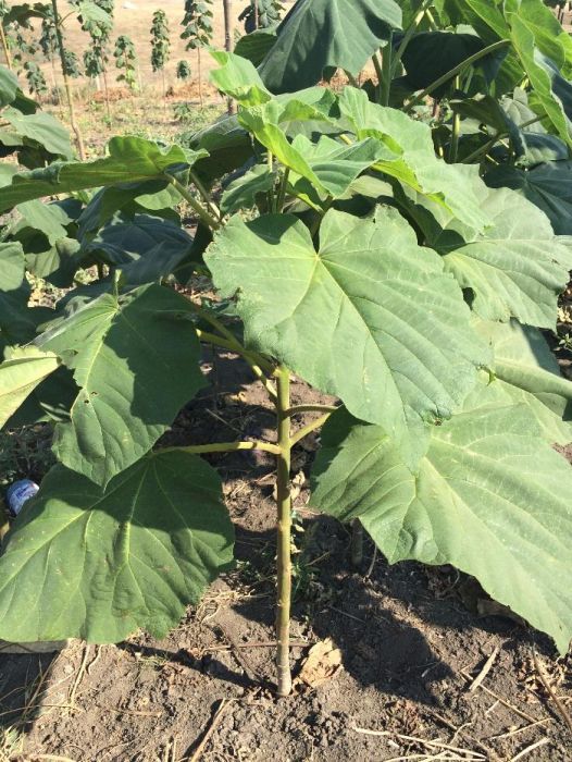 Vand Paulownia de 1,5 m