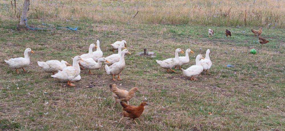 Vând rete albe mai multe detalii na nr de telefon