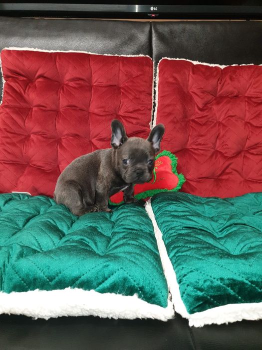 Bulldog francez blue mascul