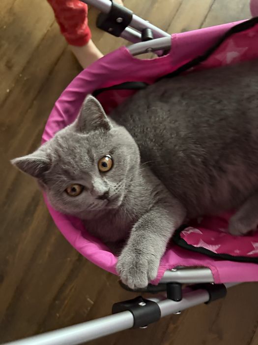 Чистокръвно британско момче на 5 месеца с родословие