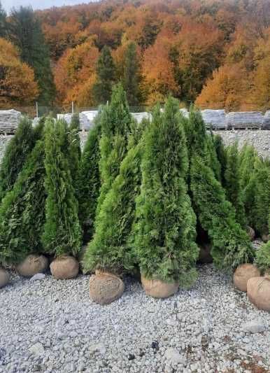 Gazon Rulou Sisteme de irigatii Tuia