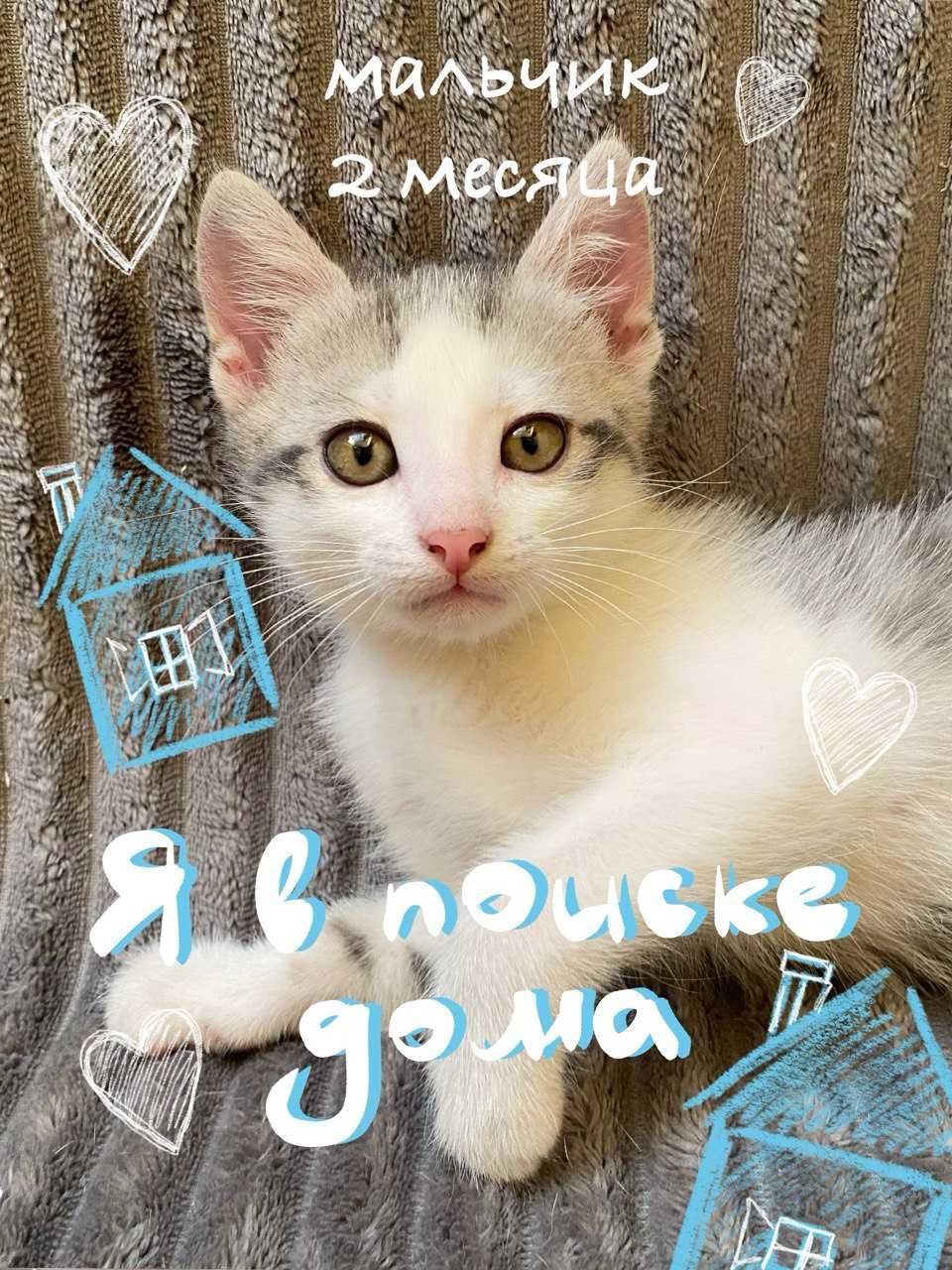 Отдам котенка в добрые руки