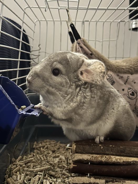 Vand chinchilla bej