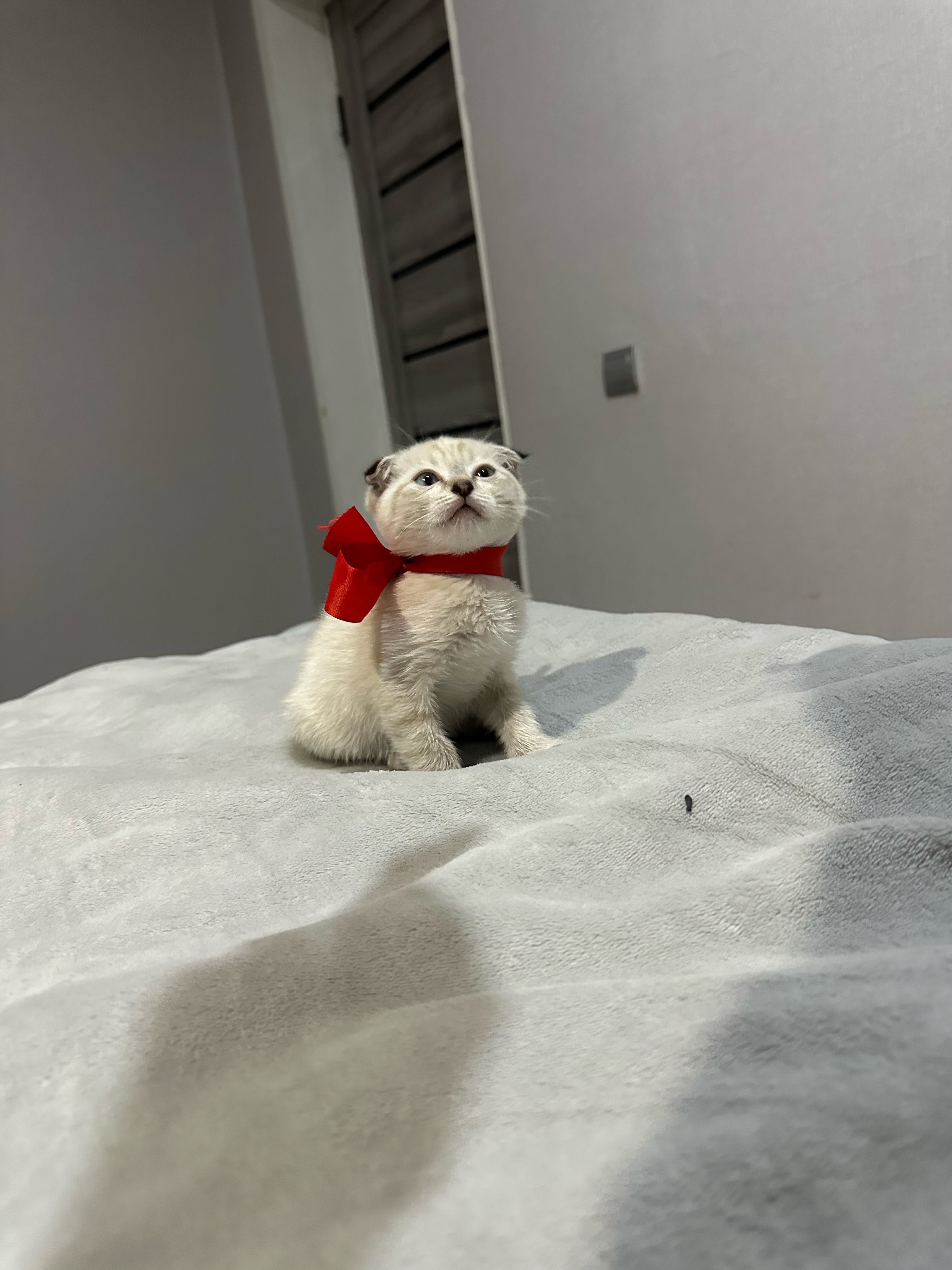 Вислоухий котенок