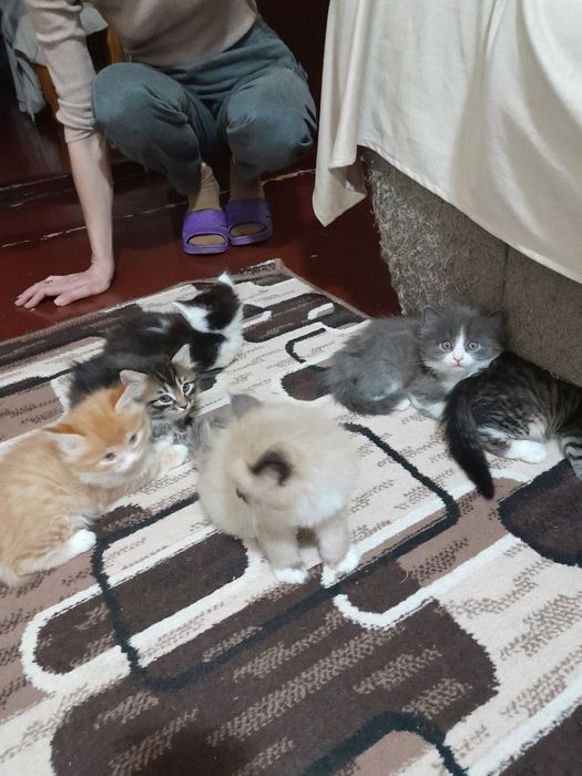 Продаётся котята разные