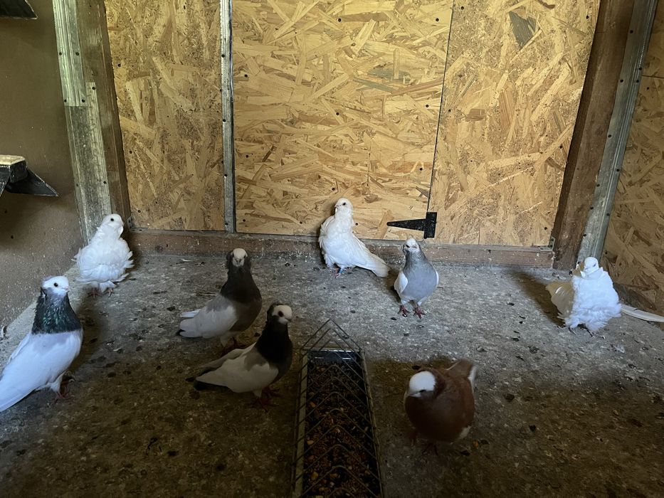 Vând porumbei de ornament