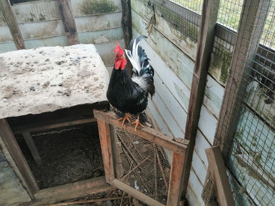 Vând cocoși americani