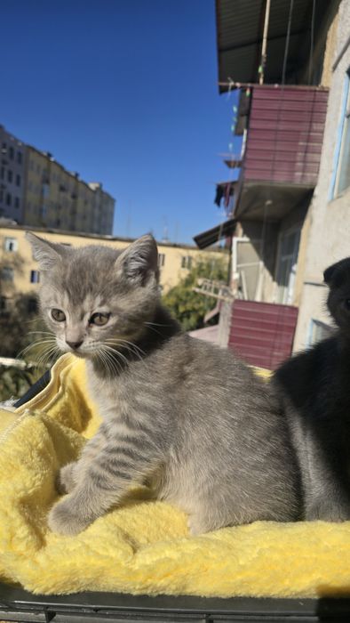 Тоза зотли мушукчалар сотилади