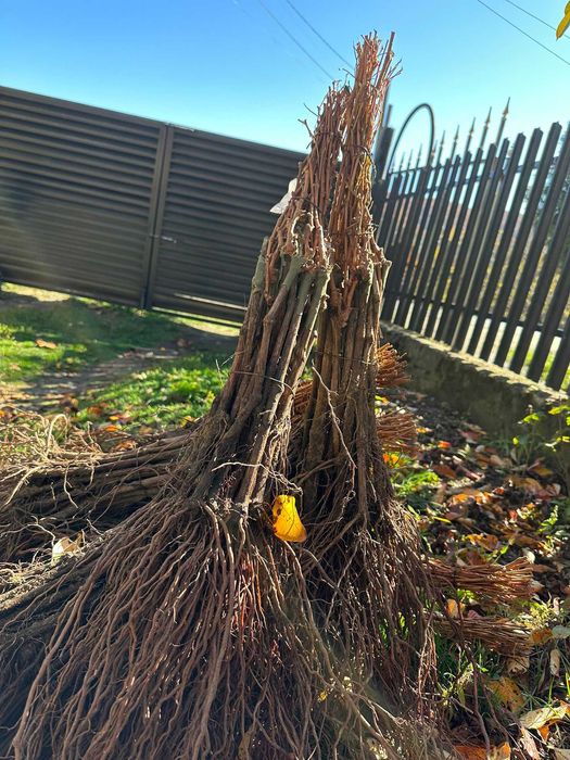 Butași viță de vie