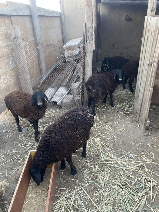 Еркек токтылар сатылады