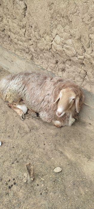 Qurbonlikga qoyla bor