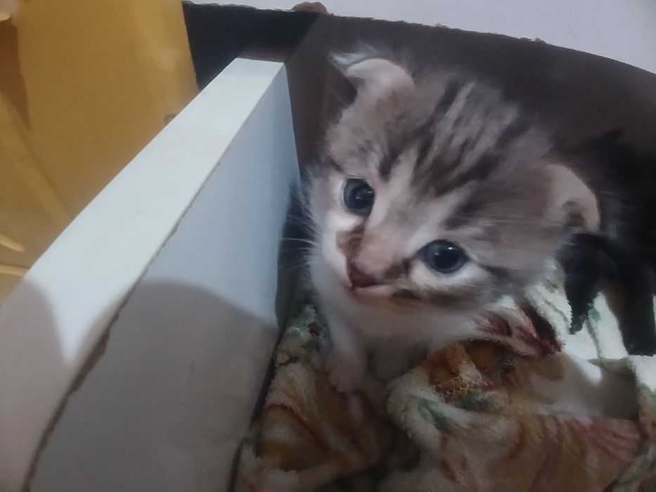1 oylik mushuklar parodali veslouxo