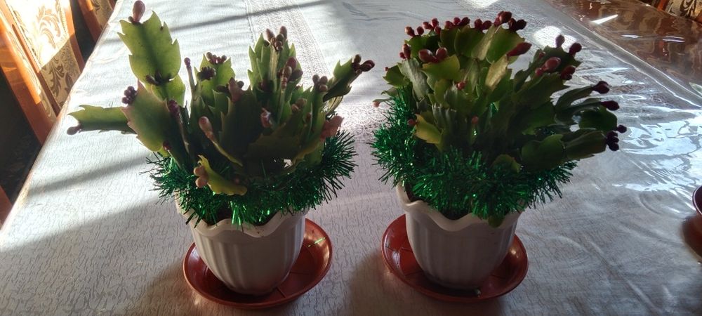 Декабрист новогодние подарки