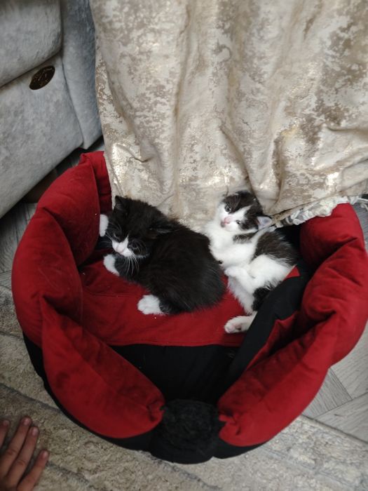 Отдам в хорошие руки котят.