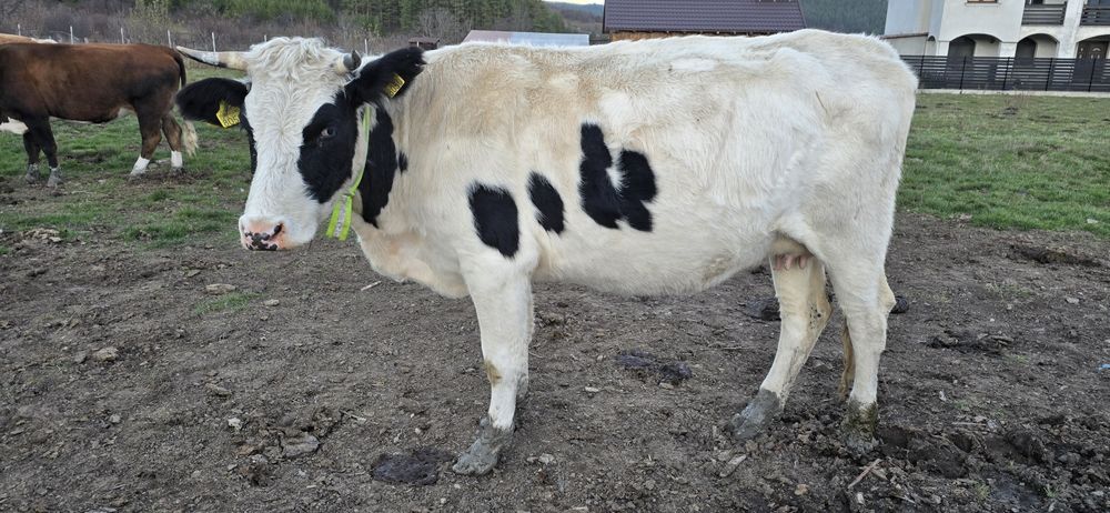 De vanzare vaci bune te tinut(nu sunt pentru taiat)