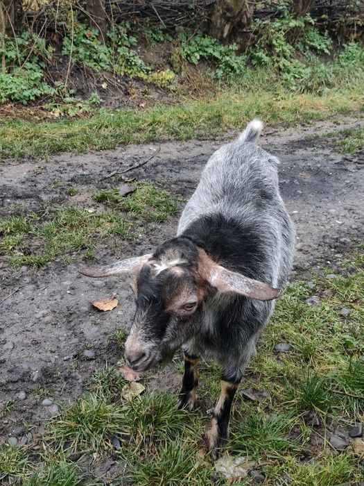 Țap metis anglonubian