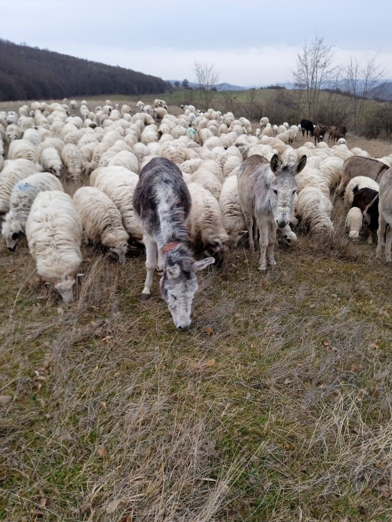 Vând două magarite gestante