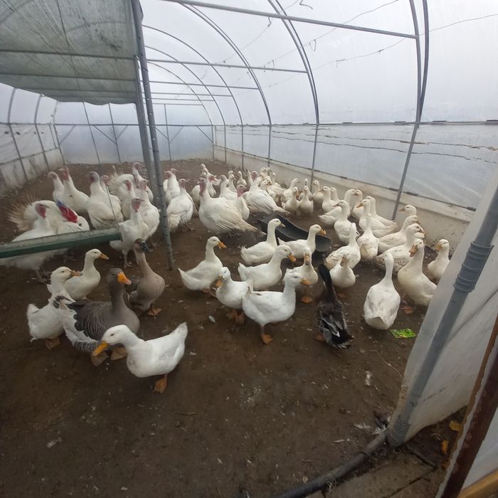 Curcani și curci de vânzare