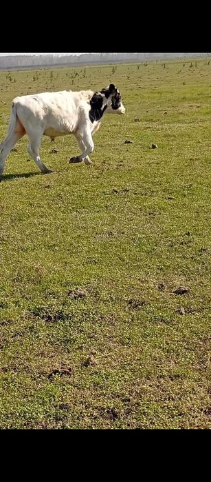 Vând  viței 5 tăurași și 2 vițele Bragadiru Teleorman