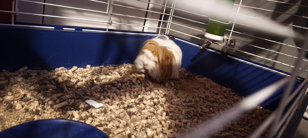 Подарявам морско свинче