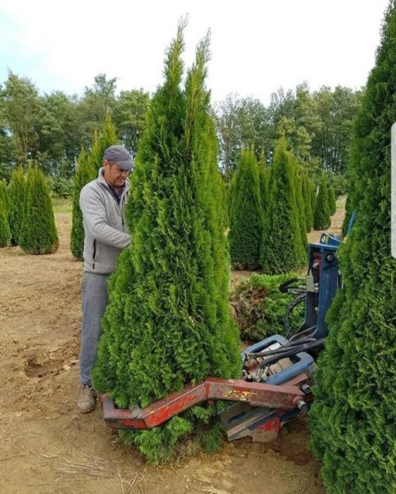 Tuia smarald  și columnaris plante de gradina ornamentale