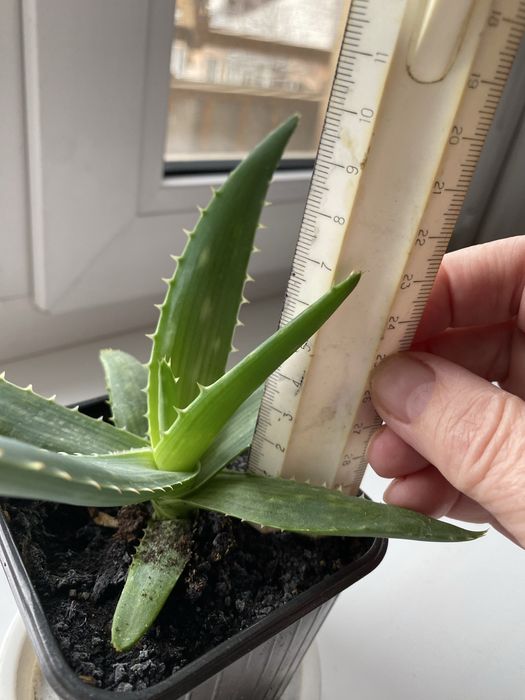 Лечебное алоэ Вера в новом горшке, 1 год