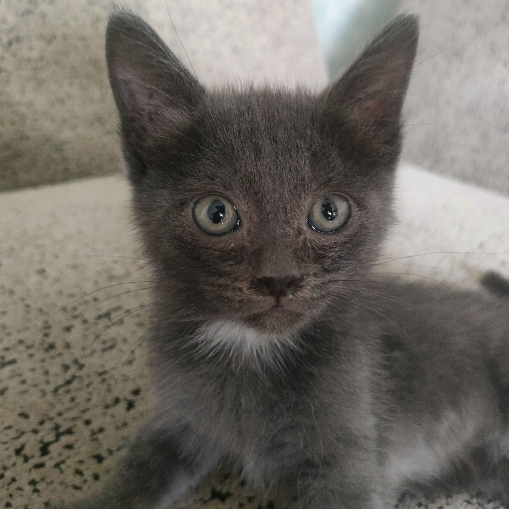 Котики в добрые руки.