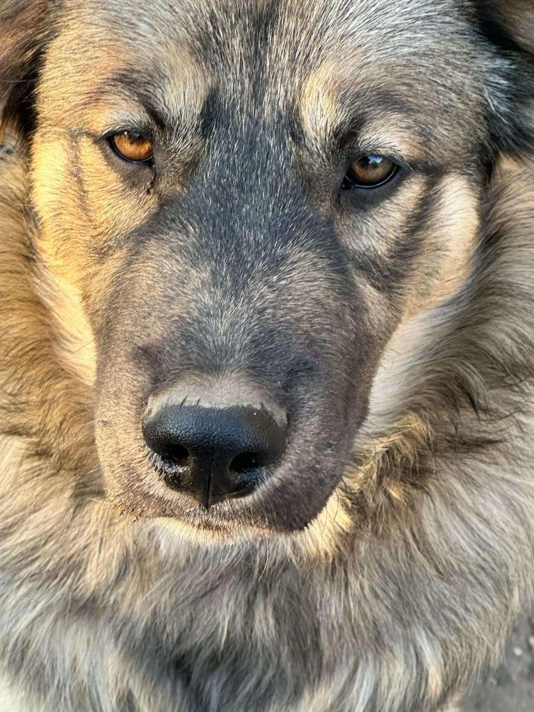 Подарява се кученце Нео