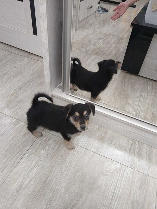 Щенки в хорошие руки