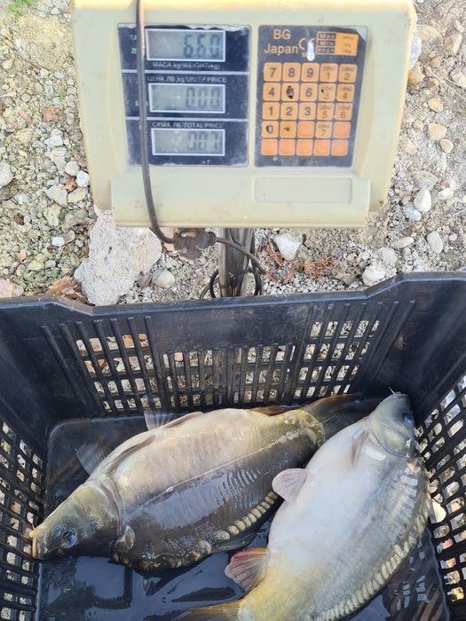 Продавам Шаран  от 2.00 до 4.00кг.