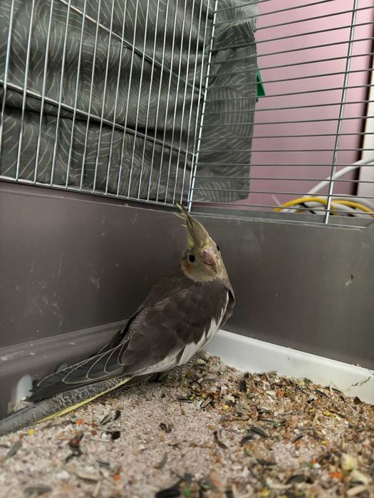 Papagal Nimfa de vanzare + cusca