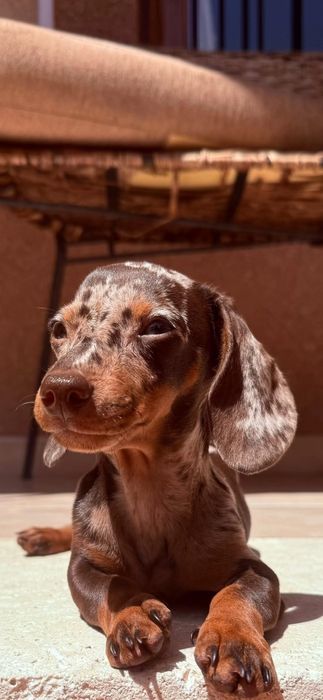 Teckel de dat 4 luni