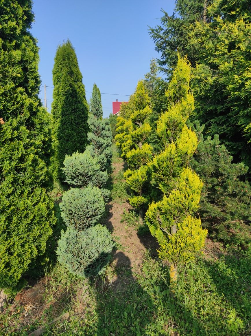 Plante Topiary pe Chamaecyparis si Thuja