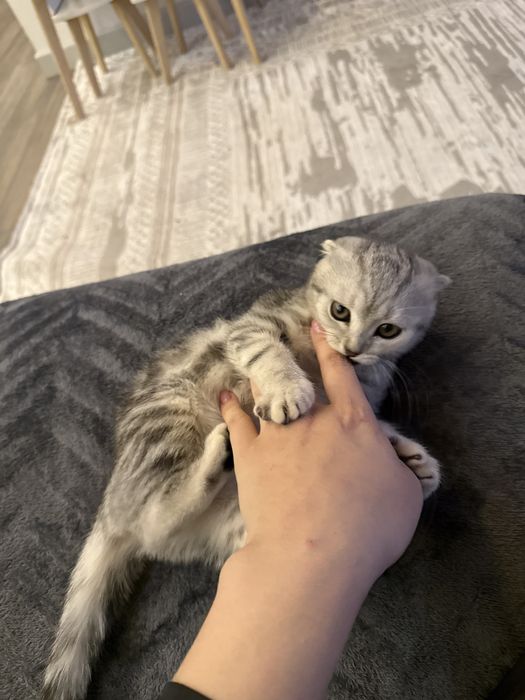 Котенок шотландский