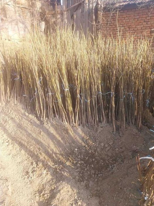 Nuci pomi de vânzare