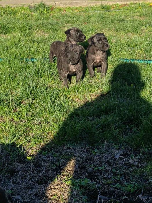 Кучета -Перо де преса канарио