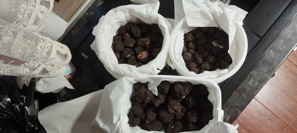 Черен Есенен Трюфел Продавам