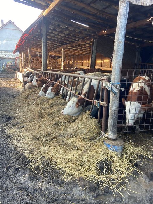 Vand vitele tinute pe boxa cu media 200 +
