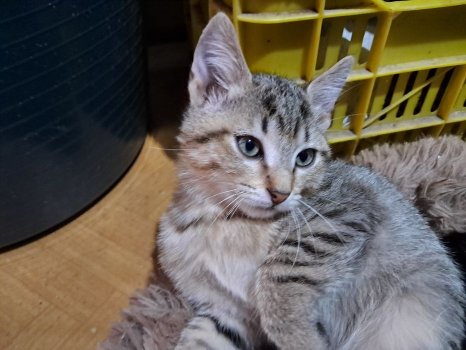 Dau spre adopție pisicuțe
