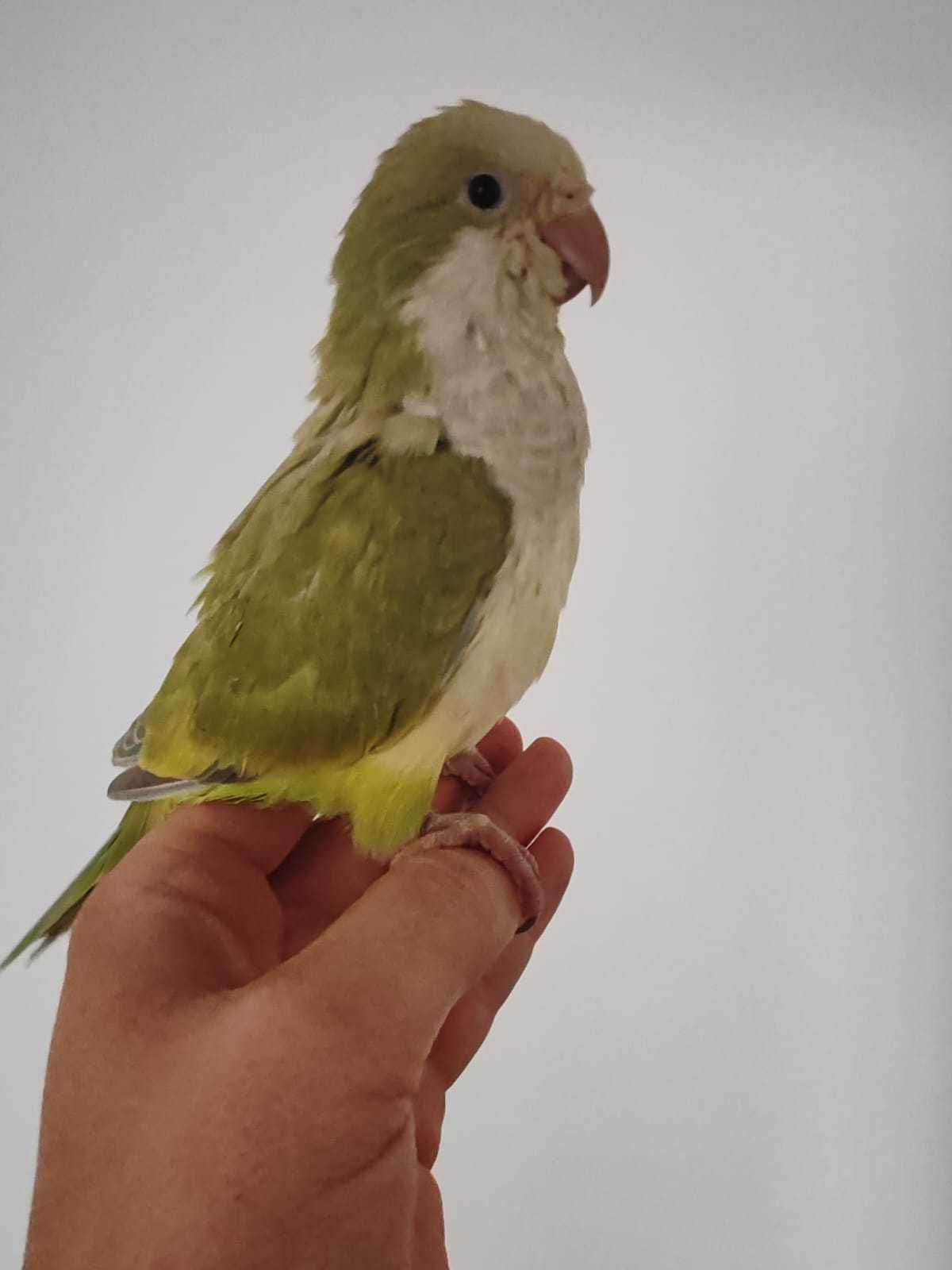 Papagali Calugar/Quaker parrot