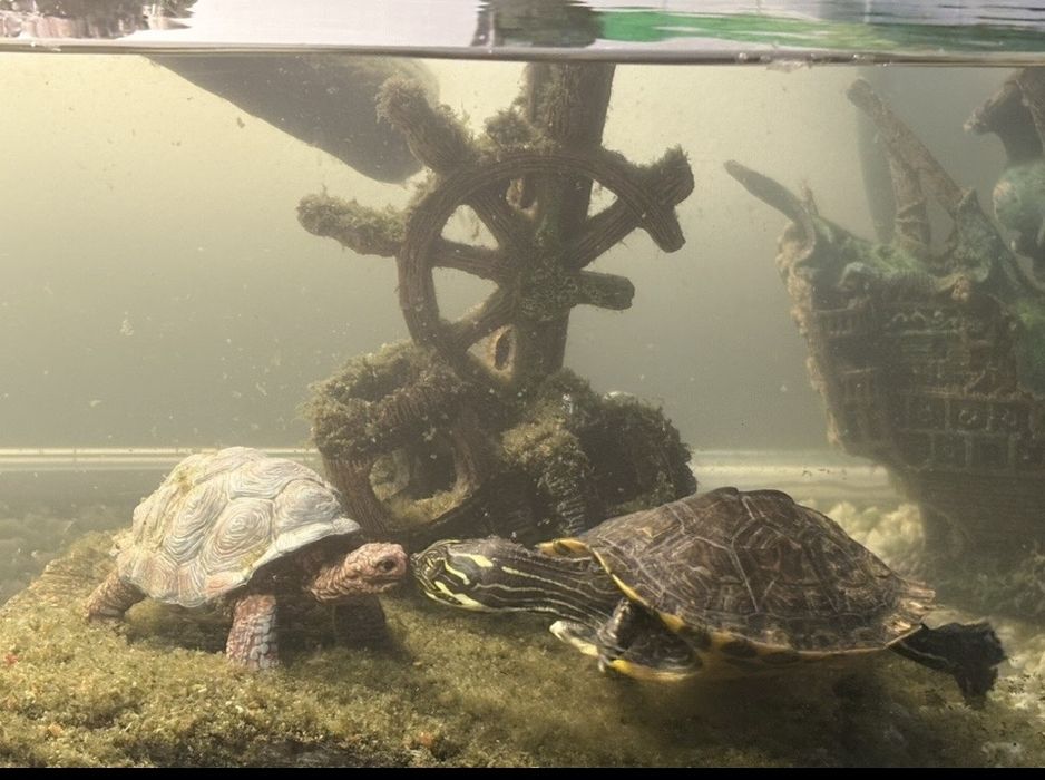 Broasca testoasa cu accesorii