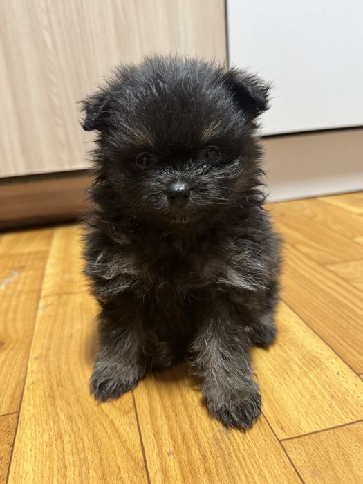 Продам шпицев щенки