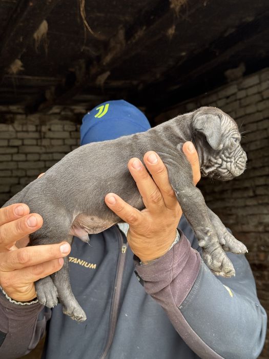 Продавам чистокръвни Кане Корсо